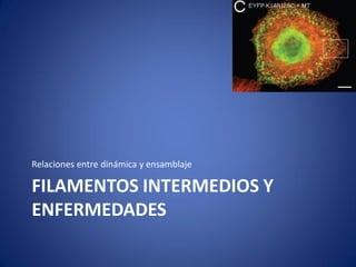 Relaciones entre dinámica y ensamblaje

FILAMENTOS INTERMEDIOS Y
ENFERMEDADES

 