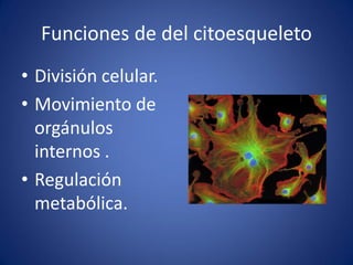 Funciones de del citoesqueleto
• División celular.
• Movimiento de
orgánulos
internos .
• Regulación
metabólica.

 