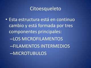 Citoesqueleto
• Esta estructura está en continuo
cambio y está formada por tres
componentes principales:
–LOS MICROFILAMENTOS
–FILAMENTOS INTERMEDIOS
–MICROTUBULOS

 
