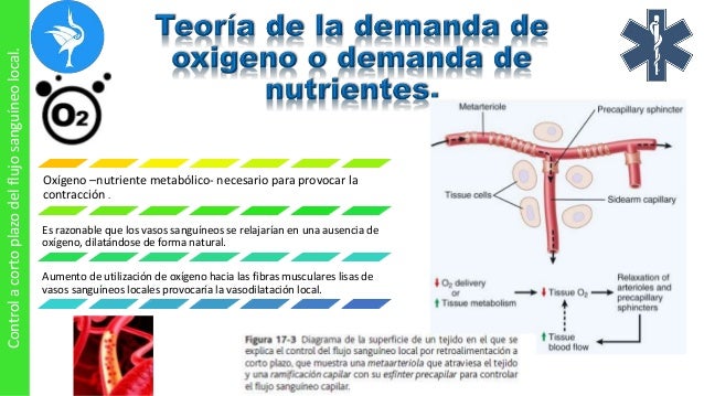 Capitulo 17: Control local y humoral del flujo sanguíneo por los teji…