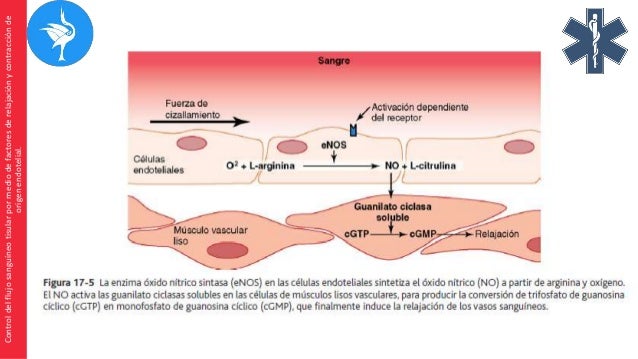 Capitulo 17: Control local y humoral del flujo sanguíneo por los teji…