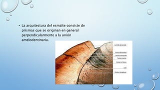 • La arquitectura del esmalte consiste de 
prismas que se originan en general 
perpendicularmente a la unión 
amelodentinaria. 
 
