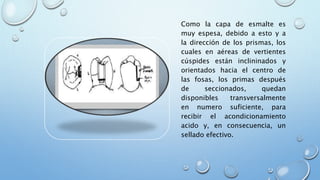 Como la capa de esmalte es 
muy espesa, debido a esto y a 
la dirección de los prismas, los 
cuales en aéreas de vertientes 
cúspides están inclininados y 
orientados hacia el centro de 
las fosas, los primas después 
de seccionados, quedan 
disponibles transversalmente 
en numero suficiente, para 
recibir el acondicionamiento 
acido y, en consecuencia, un 
sellado efectivo. 
 