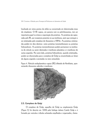 28 | Conceitos e Métodos para a Formação de Profissionais em Laboratórios de Saúde
localizada em vários pontos da célula ou concentrada em determinadas áreas
do citoplasma. O RE rugoso, em parceria com os polirribossomos, tem um
importante papel na síntese e exportação de proteínas. As proteínas são captu-
radas pelo RE, por receptores presentes na sua membrana, assim que começam a
ser sintetizadas pelo complexo de ribossomos e ARNm. As proteínas sintetiza-
das podem ter dois destinos: como proteínas transmembranares ou proteínas
hidrossolúveis. As proteínas transmembranares podem permanecer na membra-
na do retículo ou serem destinadas à membrana plasmática e à membrana de
outras organelas. Por outro lado, proteínas hidrosolúveis, quando sintetizadas,
podem ser direcionadas para o complexo de Golgi ou encaminhadas ao lúmen
de alguma organela e secretadas no meio extracelular.
Figura 4. Retículo endoplasmático rugoso (RE) dilatado de fibroblasto, apre-
sentando ribossomos aderidos à membrana.
2.5. Complexo de Golgi
O complexo de Golgi, aparelho de Golgi ou simplesmente Golgi
(Figura 5) foi descrito em 1898 pelo biólogo italiano Camilo Golgi e é
formado por vesículas e túbulos achatados empilhados e organizados, chama-
 
