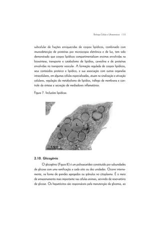 | 33
subcelular de frações enriquecidas de corpos lipídicos, combinado com
imunodetecção de proteínas por microscopia eletrônica e de luz, tem sido
demonstrado que corpos lipídicos compartimentalizam enzimas envolvidas na
biossíntese, transporte e catabolismo de lipídios, caveolina e de proteínas
envolvidas no transporte vesicular. A formação regulada de corpos lipídicos,
seus conteúdos proteico e lipídico, e sua associação com outras organelas
intracelulares, em algumas células especializadas, atuam na sinalização e ativação
celulares, regulação do metabolismo de lipídios, tráfego de membrana e con-
trole da síntese e secreção de mediadores inflamatórios.
Figura 7. Inclusões lipídicas.
2.10. Glicogênio
O glicogênio (Figura 8) é um polissacarídeo constituído por subunidades
de glicose com uma ramificação a cada oito ou dez unidades. Ocorre interna-
mente, na forma de grandes agregados ou grânulos no citoplasma. É o meio
de armazenamento mais importante nas células animais, servindo de reservatório
de glicose. Os hepatócitos são responsáveis pela manutenção da glicemia, ao
Biologia Celular e Ultraestrutura
 