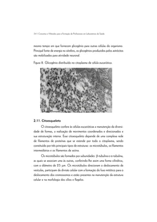 34 | Conceitos e Métodos para a Formação de Profissionais em Laboratórios de Saúde
mesmo tempo em que fornecem glicogênio para outras células do organismo.
Principal fonte de energia no cérebro, os glicogênios produzidos pelos astrócitos
são mobilizados para atividade neuronal.
Figura 8. Glicogênio distribuído no citoplasma de célula eucariótica.
2.11. Citoesqueleto
O citoesqueleto confere às células eucarióticas a manutenção da diversi-
dade de formas, a realização de movimentos coordenados e direcionados e
sua estruturação interna. Esse citoesqueleto depende de uma complexa rede
de filamentos de proteínas que se estende por todo o citoplasma, sendo
constituído por três principais tipos de estruturas: os microtúbulos, os filamentos
intermediários e os filamentos de actina.
Os microtúbulos são formados por subunidades: b-tubulina e a-tubulina,
as quais se associam uma às outras, conferindo-lhe assim uma forma cilíndrica,
com o diâmetro de 25 mm. Os microtúbulos direcionam o deslocamento de
vesículas, participam da divisão celular com a formação do fuso mitótico para o
deslocamento dos cromossomos e estão presentes na manutenção da estrutura
celular e na morfologia dos cílios e flagelos.
 