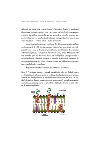 22 | Conceitos e Métodos para a Formação de Profissionais em Laboratórios de Saúde
definindo os meios intra e extracelulares. Além desta função, a membrana
plasmática é o primeiro contato entre esses meios, traduzindo informações para
o interior da célula e permitindo que ela responda a estímulos externos que
podem influenciar nas suas funções biológicas, participando decisivamente das
interações célula – célula e célula – matriz extracelular.
A membrana plasmática e a membrana das diferentes organelas celulares
medem cerca de 7 a 10 µm de espessura e são visíveis somente ao microscó-
pio eletrônico. Trata-se de uma estrutura trilaminar constituída de duas camadas
eletrondensas (escuras) e uma camada eletronlúcida (clara) central. Molecularmente
são formadas por uma bicamada fluída de fosfolipídios (fosfoglicerídeos e
esfingolipídios) e colesterol, onde estão inseridas moléculas de proteínas. A
membrana plasmática não é uma estrutura estática, os lipídios movem-se pro-
porcionando fluidez à membrana.
Esquema mostrando a bicamada da membrana plasmática:
Figura2.Amembranaplasmáticaéformadapormoléculasdelipídeos(fosfoglicerídeos
e esfingolipídeos), colesterol, proteínas periféricas (localizadas somente em uma das
camadas dos fosfolipídeos) e as transmembranares (localizadas nas duas camadas
dos fosfolipídeos, ligando o meio extracelular ao citoplasma). A cadeia de peque-
nas moléculas verdes representa os carboidratos localizados somente no lado exter-
no da membrana plasmática.
 
