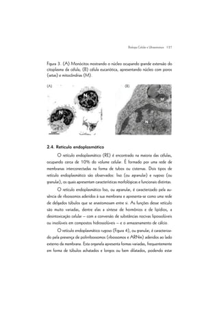 | 27
Figura 3. (A) Monócitos mostrando o núcleo ocupando grande extensão do
citoplasma da célula; (B) célula eucariótica, apresentando núcleo com poros
(setas) e mitocôndrias (M).
2.4. Retículo endoplasmático
O retículo endoplasmático (RE) é encontrado na maioria das células,
ocupando cerca de 10% do volume celular. É formado por uma rede de
membranas interconectadas na forma de tubos ou cisternas. Dois tipos de
retículo endoplasmático são observados: liso (ou agranular) e rugoso (ou
granular), os quais apresentam características morfológicas e funcionais distintas.
O retículo endoplasmático liso, ou agranular, é caracterizado pela au-
sência de ribossomos aderidos à sua membrana e apresenta-se como uma rede
de delgados túbulos que se anastomosam entre si. As funções desse retículo
são muito variadas, dentre elas a síntese de hormônios e de lipídios, a
desintoxicação celular – com a conversão de substâncias nocivas lipossolúveis
ou insolúveis em compostos hidrossolúveis – e o armazenamento de cálcio.
O retículo endoplasmático rugoso (Figura 4), ou granular, é caracteriza-
do pela presença de polirribossomos (ribossomos e ARNm) aderidos ao lado
externo da membrana. Esta organela apresenta formas variadas, frequentemente
em forma de túbulos achatados e longos ou bem dilatados, podendo estar
Biologia Celular e Ultraestrutura
(A) (B)
 