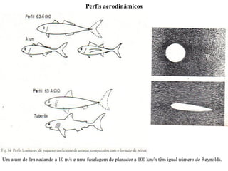Perfis aerodinâmicos
Um atum de 1m nadando a 10 m/s e uma fuselagem de planador a 100 km/h têm igual número de Reynolds.
 