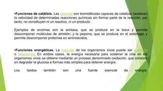 •Funciones de catálisis. Las enzimas son biomoléculas capaces de catalizar (acelerar)
la velocidad de determinadas reacciones químicas sin formar parte de la reacción, por
tanto, no constituyen ni un reactivo, ni un producto.
Ejemplos de enzimas son la amilasa, que se produce en la boca y permite
descomponer moléculas de almidón, y la pepsina, que se produce en el estómago y
permite descomponer proteínas en aminoácidos.
•Funciones energéticas. La nutrición de los organismos vivos puede ser autótrofa
o heterótrofa, En ambos casos, la energía necesaria para sostener la vida en los
organismos vivos se obtiene mediante un proceso denominado oxidación, que consiste
en degradar la glucosa a formas más simples para obtener energía.
Los lípidos también son una fuente esencial de energía.
 