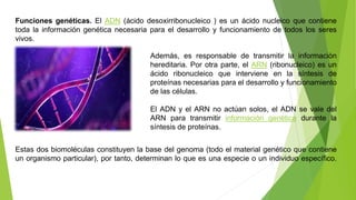 Estas dos biomoléculas constituyen la base del genoma (todo el material genético que contiene
un organismo particular), por tanto, determinan lo que es una especie o un individuo específico.
Además, es responsable de transmitir la información
hereditaria. Por otra parte, el ARN (ribonucleico) es un
ácido ribonucleico que interviene en la síntesis de
proteínas necesarias para el desarrollo y funcionamiento
de las células.
El ADN y el ARN no actúan solos, el ADN se vale del
ARN para transmitir información genética durante la
síntesis de proteínas.
Funciones genéticas. El ADN (ácido desoxirribonucleico ) es un ácido nucleico que contiene
toda la información genética necesaria para el desarrollo y funcionamiento de todos los seres
vivos.
 