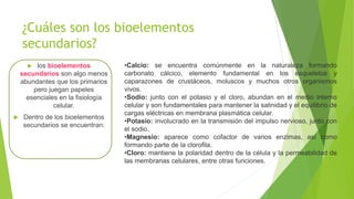 ¿Cuáles son los bioelementos
secundarios?
 los bioelementos
secundarios son algo menos
abundantes que los primarios
pero juegan papeles
esenciales en la fisiología
celular.
 Dentro de los bioelementos
secundarios se encuentran:
•Calcio: se encuentra comúnmente en la naturaleza formando
carbonato cálcico, elemento fundamental en los esqueletos y
caparazones de crustáceos, moluscos y muchos otros organismos
vivos.
•Sodio: junto con el potasio y el cloro, abundan en el medio interno
celular y son fundamentales para mantener la salinidad y el equilibrio de
cargas eléctricas en membrana plasmática celular.
•Potasio: involucrado en la transmisión del impulso nervioso, junto con
el sodio.
•Magnesio: aparece como cofactor de varios enzimas, así como
formando parte de la clorofila.
•Cloro: mantiene la polaridad dentro de la célula y la permeabilidad de
las membranas celulares, entre otras funciones.
 