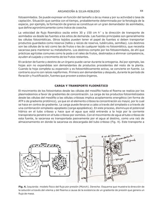fotoasimilados. Se puede expresar en función del tamaño o de su masa y por su actividad o tasa de
captación. Situación que cambia con el tiempo, probablemente determinada por la fenología de la
especie, por ejemplo, la formación de granos se constituye en un gran demandador de asimilados,
que define agronómicamente como índice de cosecha.
La velocidad de flujo floemático oscila entre 30 y 150 cm h y la dirección de transporte de
asimilados va desde las fuentes a los sitios de demanda. Las fuentes principales son generalmente
las células fotosintéticas. Otros tejidos pueden tener el papel de fuentes si deben transportar
productos guardados como reserva (tallos y raíces de reserva, tubérculos, semillas). Los destinos
son las células de la raíz como las de frutos o las de cualquier tejido no fotosintético, que necesita
sacarosa para mantener su metabolismo. Los destinos compite por los fotoasimilados, de ahí que
prácticas agrícolas comunes como la poda o el raleo de frutos, destinados a eliminar competencia,
ayuden al cuajado y crecimiento de los frutos restantes.
El carácter de fuente y destino de un órgano puede variar durante la ontogenia. Así por ejemplo, las
hojas aún no expandidas son demandantes de productos procedentes del resto de la planta.
Cuando la hoja completa su expansión y es fotosintéticamente activa, se convierte en fuente. Lo
contrario ocurre con raíces napiformes. Primero son demandantes y después, durante le período de
floración y fructificación, fuentes que proveen a estos órganos.
El movimiento de los fotosintatos desde las células del mesófilo hasta el floema se realiza por los
plasmodesmos a favor de gradientes de concentración. La carga de los productos fotosintetizados
desde las células del mesófilo a las células cribosas implica acoplamiento energético (en forma de
ATP o de gradiente protónico), ya que en el elemento criboso la concentración es mayor, por lo cual
se hace en contra de gradiente. La carga puede llevarse a cabo a través del simplasto o a través de
una combinación simplasto-apoplasto (carga apoplástica). En este proceso, disminuye el potencial
hídrico en el tubo criboso y hace que el agua que está entrando a la hoja por la corriente
transpiratoria penetre en el tubo criboso por osmósis. Con el movimiento de agua al tubo criboso de
esta fuente, la sacarosa es transportada pasivamente por el agua al destino, como una raíz de
almacenamiento en donde la sacarosa es descargada del tubo criboso
-1
CARGA Y TRANSPORTE FLOEMÁTICO
(Fig. 4). Este transporte a
ARGANDOÑA & SILVA-REBLEDO xx
Fig. 4. Izquierda: modelo físico del flujo por presión (Münch). Derecha: Esquema que muestra la dirección de
la solución a través del xilema y del floema a causa de la existencia de un gradiente de presión que genera un
flujo de masa.
 