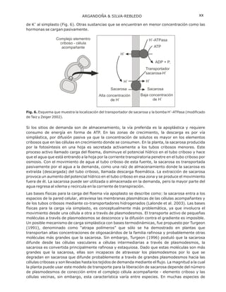 de K al simplasto . Otras sustancias que se encuentran en menor concentración como las
hormonas se cargan pasivamente.
Si los sitios de demanda son de almacenamiento, la vía preferida es la apoplástica y requiere
consumo de energía en forma de ATP. En las zonas de crecimiento, la descarga es por vía
simplástica, por difusión pasiva ya que la concentración de solutos es mayor en los elementos
cribosos que en las células en crecimiento donde se consumen. En la planta, la sacarosa producida
por la fotosíntesis en una hoja es secretada activamente a los tubos cribosos menores. Este
proceso activo llamado carga del floema, disminuye el potencial hídrico en el tubo criboso y hace
que el agua que está entrando a la hoja por la corriente transpiratoria penetre en el tubo criboso por
osmosis. Con el movimiento de agua al tubo criboso de esta fuente, la sacarosa es transportada
pasivamente por el agua a la demanda, como una raíz de almacenamiento donde la sacarosa es
extraída (descargada) del tubo criboso, llamada descarga floemática. La extracción de sacarosa
provoca un aumento del potencial hídrico en el tubo criboso en esa zona y se produce el movimiento
fuera de él. La sacarosa puede ser utilizada o almacenada en la demanda, pero la mayor parte del
agua regresa al xilema y recircula en la corriente de transpiración.
Las bases físicas para la carga del floema vía apoplasto se describe como: la sacarosa entra a los
espacios de la pared celular, atraviesa las membranas plasmáticas de las células acompañantes y
de los tubos cribosos mediante co-transportadores hidrogenados (Lalonde et al. 2003). Las bases
físicas para la carga vía simplasto, es conceptualmente más problemática, ya que involucra el
movimiento desde una célula a otra a través de plasmodesmos. El transporte activo de pequeñas
moléculas a través de plasmodesmos se desconoce y la difusión contra el gradiente es imposible.
Un posible mecanismo de carga simplástica con bases termodinámicas, fue propuesto por Turgeon
(1991), denominado como “atrapa polímeros” que sólo se ha demostrado en plantas que
transportan altas concentraciones de oligosacáridos de la familia rafinosa y probablemente otras
moléculas más grandes que la sacarosa. Sin embargo, Turgeon (1996) postuló que la sacarosa
difunde desde las células vasculares a células intermediarias a través de plasmodesmos, la
sacarosa es convertida principalmente rafinosa y estaquiosa. Dado que estas moléculas son más
grandes que la sacarosa, ellas son incapaces de atravesar los plasmodesmos por lo que se
degradan en sacarosa que difunde probablemente a través de grandes plasmodesmos hacia las
células cribosas y son llevadas hasta los tejidos de demanda mediante el flujo. La magnitud a la cual
la planta puede usar este modelo de transporte para la liberación de sacarosa depende del número
de plasmodesmos de conección entre el complejo célula acompañante - elemento criboso y las
células vecinas, sin embargo, esta característica varía entre especies. En muchas especies de
+
(Fig. 6)
Fig. 6. Esquema que muestra la localización del transportador de sacarosa y la bomba H -ATPasa (modificado
de Taiz y Zeiger 2002).
+
ARGANDOÑA & SILVA-REBLEDO xx
 
