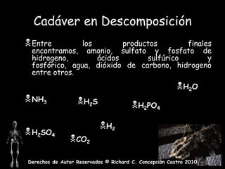 Descomposición: descomposición de las proteínas mediante la acción de enzimas autolíticas y bacterias.