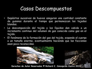 Casos DescompuestosDepósitos sucesivos de huevos aseguran una cantidad constante de gusanos durante el tiempo que permanezcan los tejados blandos.La descomposición del tejido y los líquidos dan cabida a un incremento continuo del volumen de gas conocido como gas en el tejido.El fenómeno de la formación del gas del tejido, expande el cuerpo a un tamaño enorme, eventualmente haciendo que las facciones sean poco reconocidas.