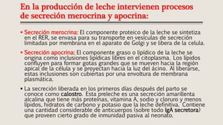  Secreción merocrina: El componente proteico de la leche se sintetiza
en el RER, se envasa para su transporte en vesículas de secreción
limitadas por membrana en el aparato de Golgi y se libera de la celula.
 Secreción apocrina: El componente graso o lipídico de la leche se
origina como inclusiones lipídicas libres en el citoplasma. Los lípidos
confluyen para formar gotas grandes que se mueven hacia la región
apical de la célula y se proyectan hacia la luz del ácino. Al liberarse,
estas inclusiones son cubiertas por una envoltura de membrana
plasmática.
 La secreción liberada en los primeros días después del parto se
conoce como calostro. Esta preleche es una secreción amarillenta
alcalina que tiene más proteínas, vitamina A, sodio y cloruro y menos
lípidos, hidratos de carbono y potasio que la leche definitiva. Contiene
una cantidad considerable de anticuerpos (sobre todo IgA secretora)
que proveen cierto grado de inmunidad pasiva al neonato.
En la producción de leche intervienen procesos
de secreción merocrina y apocrina:
 