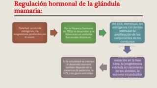 Regulación hormonal de la glándula
mamaria:
Pubertad: acción de
estrógenos y la
progesterona producidos por
el ovario.
Por la infuencia hormonal
las TDLU se desarrollan y se
diferencian en unidades
funcionales dinámicas.
Durante la fase folicular
del ciclo menstrual, los
estrógenos circulantes
estimulan la
proliferación de los
componentes de los
conductos
galactóforos.
Despues de la
ovulación en la fase
lutea, la progesterona
estimula el crecimiento
de los alveolos, la
estroma intralobulillar
se torna edematosa.
En la actualidad se cree que
el desarrollo mamario
también depende de la
presencia de prolactina, la
hCS y los glucocorticoides.
 