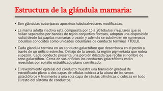  Son glándulas sudoríparas apocrinas tubuloalveolares modificadas.
 La mama adulta inactiva esta compuesta por 15 a 20 lóbulos irregulares que se
hallan separados por bandas de tejido conjuntivo fibrosos, adoptan una disposición
radial desde las papilas mamarias o pezón y además se subdividen en numerosos
lobulillos conocidos como unidades lobulillares de conducto terminal (TDLU).
 Cada glandula termina en un conducto galactóforo que desemboca en el pezón a
través de un orificio estrecho. Debajo de la areola, la región pigmentada que rodea
el pezón. Cada conducto presenta una porción dilatada que recibe el nombre de
seno galactóforo. Cerca de sus orificios los conductos galactóforos están
revestidos por epitelio estratificado plano cornificado.
 El revestimiento epitelial del conducto muestra una transición gradual de
estratificado plano a dos capas de células cubicas a la altura de los senos
galactóforos y finalmente a una sola capa de células cilíndricas o cubicas en todo
el resto del sistema de conductos.
Estructura de la glándula mamaria:
 