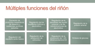 Múltiples funciones del riñón
Excreción de
productos metabólicos
de desecho y
sustancias químicas
extrañas
Regulación de los
equilibrios hídricos y
electrolítico
Regulación de la
osmolidad del liquido
corporal y de las
concentraciones de
electrolitos
Regulación de la
presión arterial
Regulación del
equilibrio acido básico
Regulación de la
producción de
eritrocitos
Regulación de la
producción de 1,25-
dihidroxivitamina D3
Síntesis de glucosa
 