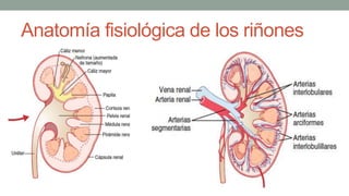 Anatomía fisiológica de los riñones
 