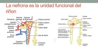 La nefrona es la unidad funcional del
riñon
 