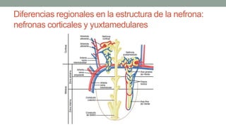 Diferencias regionales en la estructura de la nefrona:
nefronas corticales y yuxtamedulares
 