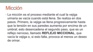 Micción
• La micción es el proceso mediante el cual la vejiga
urinaria se vacía cuando está llena. Se realiza en dos
pasos. Primero, la vejiga se llena progresivamente hasta
que la tensión en sus paredes aumenta por encima de un
umbral; esto desencadena el segundo paso, que es un
reflejo nervioso, llamado REFLEJO MICCIONAL, que
vacía la vejiga o, si esto falla, provoca al menos un deseo
de orinar.
 