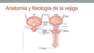 Anatomía y fisiología de la vejiga
 
