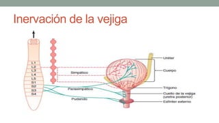 Inervación de la vejiga
 