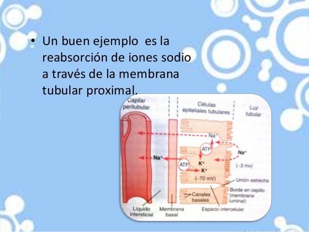 Resultado de imagen para reabsorción de iones sodio a través de la membrana tubular proximal