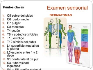 Puntos claves                 Examen sensorial
1.  C5 sobre deltoides         DERMATOMAS
2.  C6 dedo medio
3.  C7 pulgar
4.  C8 meñique
5.  T4 pezón
6.  T8 v apéndice xifoides
7.  T10 ombligo
8.  T12 sínfisis del pubis
9.  L4 superficie medial de
    la pierna
10. L5 espacio entre 1 y 2
    dedo
11. S1 borde lateral de pie
12. S3 tuberosidad
    Isquiática
 