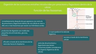 inmediatamente después de que aparezca una vesícula
de pinocitosis o fagocitosis dentro de una célula se unen a
ella uno o mas lisosomas que vacían sus hidrolasas acidas.
productos de digestión son moléculas
pequeñas de aminoácidos, glucosa,
fosfatos.
difundir a través de la membrana de las
vesículas hacia el citoplasma
Lo que queda en la vesícula
digestiva
excreta a través de la membrana
celular
vesículas de pinocitosis y
fagocitosis que tienen
lisosomas pueden considerarse
los órganos digestivos de las
células
Digestión de las sustancias extrañas introducidas por pinocitosis y fagocitosis dentro de la
célula:
función de los lisosomas.
 