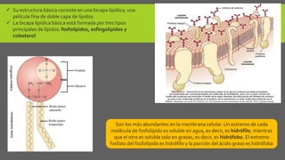  Su estructura básica consiste en una bicapa lipídica, una
película fina de doble capa de lípidos.
 La bicapa lipídica básica está formada por tres tipos
principales de lípidos: fosfolípidos, esfingolípidos y
colesterol
Son los más abundantes en la membrana celular. Un extremo de cada
molécula de fosfolípido es soluble en agua, es decir, es hidrófilo, mientras
que el otro es soluble solo en grasas, es decir, es hidrófobo. El extremo
fosfato del fosfolípido es hidrófilo y la porción del ácido graso es hidrófoba
 