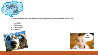 4 importantes recursos naturales que están a punto de desaparecer del mundo son:
• Las abejas
• El chocolate
• Las sardinas
• El caviar