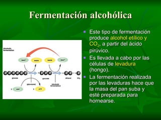 Fermentación alcohólica
               Este tipo de fermentación
                produce alcohol etílico y
                CO2, a partir del ácido
                pirúvico.
               Es llevada a cabo por las
                células de levadura
                (hongo).
               La fermentación realizada
                por las levaduras hace que
                la masa del pan suba y
                esté preparada para
                hornearse.
 