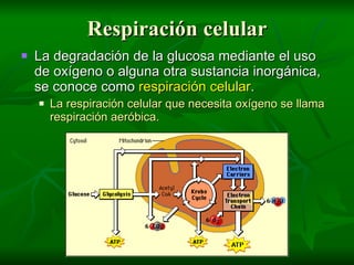 Respiracion celular