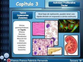 Franco Franco Fabricio Fernando Tercero “B”
Nivel bajo de replicación, pueden tener una
rápida división en respuesta a ciertos estímulos.
Células
parenquimatosas
del hígado
Riñones
Páncreas
Fibroblastos
Músculo liso
Células
endoteliales
vasculares
Linfocitos
leucocitos
 