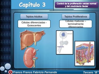 Franco Franco Fabricio Fernando Tercero “B”
Células diferenciadas -
Quiescentes
Células maduras –
terminalmente
diferenciadas
Tejidos Adultos Tejidos Proliferativos
 
