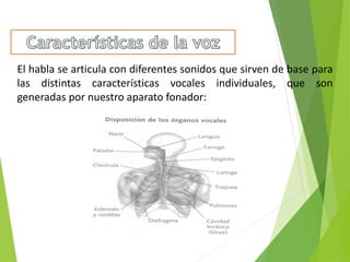 El habla se articula con diferentes sonidos que sirven de base para
las distintas características vocales individuales, que son
generadas por nuestro aparato fonador:
 