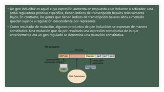 • Un gen inducible es aquel cuya expresión aumenta en respuesta a un inductor o activador, una
señal reguladora positiva específica, tienen índices de transcripción basales relativamente
bajos. En contraste, los genes que tienen índices de transcripción basales altos a menudo
quedan sujetos a regulación descendente por represores
• Como resultado de mutación, algunos productos de gen inducibles se expresan de manera
constitutiva. Una mutación que da por resultado una expresión constitutiva de lo que
anteriormente era un gen regulado se denomina una mutación constitutiva.
 