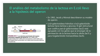 El análisis del metabolismo de la lactosa en E.coli llevo
a la hipótesis del operon
• En 1961, Jacob y Monod describieron su modelo
de operón.
• La β-galactosidasa hidroliza a la β-galactósido
lactosa hacia lactosa y glucosa. El gen estructural
que codifica para β-galactosidasa (lacZ) está
agrupado con los genes que se encargan de la
permeación de la lactosa hacia la célula (lacY) y
para tiogalactósido transacetilasa (lacA).
 