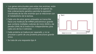 • Los genes estructurales para estas tres enzimas, están
físicamente asociados para constituir el operón lac.
Este ordenamiento genético permite la expresión
coordinada de las tres enzimas que se relacionan con
el metabolismo de la lactosa.
• Cada uno de estos genes enlazados se transcribe
hacia una molécula de mRNA policistrónico grande
que contiene múltiples codones de inicio (AUG) y de
parada (UAA) de la traducción independientes para
cada uno de los 3 cistrones
• Cada proteína se traduce por separado, y no se
procesan a partir de una proteína precursora grande
única.
• Se trata de una respuesta tipo A
 