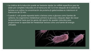 • La cinética de la inducción puede ser bastante rápida; los mRNA específicos para lac
están por completo inducidos en el transcurso de 5 a 6 min después de la adición de
lactosa a un cultivo; la concentración de proteína β-galactosidasa es máxima en el
transcurso de 10 min.
• Cuando E. coli queda expuesta tanto a lactosa como a glucosa como fuentes de
carbono, los organismos metabolizan primero la glucosa y después dejan de crecer
temporalmente hasta que los genes del operón lac quedan inducidos para
proporcionar la capacidad de metabolizar lactosa como una fuente de energía
utilizable.
 