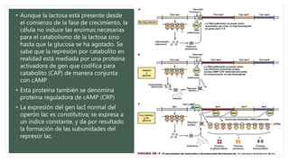 • Aunque la lactosa está presente desde
el comienzo de la fase de crecimiento, la
célula no induce las enzimas necesarias
para el catabolismo de la lactosa sino
hasta que la glucosa se ha agotado. Se
sabe que la represión por catabolito en
realidad está mediada por una proteína
activadora de gen que codifica para
catabolito (CAP) de manera conjunta
con cAMP
• Esta proteína también se denomina
proteína reguladora de cAMP (CRP)
• La expresión del gen lacI normal del
operón lac es constitutiva; se expresa a
un índice constante, y da por resultado
la formación de las subunidades del
represor lac.
 