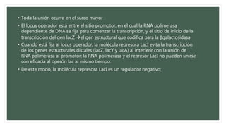 • Toda la unión ocurre en el surco mayor
• El locus operador está entre el sitio promotor, en el cual la RNA polimerasa
dependiente de DNA se fija para comenzar la transcripción, y el sitio de inicio de la
transcripción del gen lacZ el gen estructural que codifica para la βgalactosidasa
• Cuando está fija al locus operador, la molécula represora LacI evita la transcripción
de los genes estructurales distales (lacZ, lacY y lacA) al interferir con la unión de
RNA polimerasa al promotor; la RNA polimerasa y el represor LacI no pueden unirse
con eficacia al operón lac al mismo tiempo.
• De este modo, la molécula represora LacI es un regulador negativo;
 