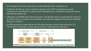 • Un análogo de la lactosa que tiene la capacidad de inducir el operón lac,
• La adición de lactosa o de un inductor gratuito como IPTG a bacterias que están
creciendo en una fuente de carbono poco utilizada da por resultado la inducción de las
enzimas del operón lac.
• Pequeñas cantidades del inductor gratuito o de lactosa tienen la capacidad de entrar en
la célula incluso en ausencia de permeasa. Las moléculas represoras LacI tienen afinidad
alta por el inductor
• La RNA polimerasa dependiente de DNA ahora puede unirse al sitio promotor y la
transcripción empezará, aunque este proceso es relativamente ineficiente
 