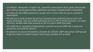 • Un inductor “desreprime” el operón lac, y permite la transcripción de los genes estructurales
que codifican para β-galactosidasa, galactósido permeasa y tiogalactósido transacetilasa.
• La traducción del mRNA policistrónico puede ocurrir incluso antes de que se complete la
transcripción.
• Permite que la célula sintetice las enzimas necesarias para catabolizar lactosa como una
fuente de energía. Para que la RNA polimerasa forme un PIC en el sitio promotor con mayor
eficiencia, también debe estar presente la CAP a la cual el cAMP está unido.
• Por medio de un mecanismo independiente, la bacteria acumula cAMP sólo cuando está
privada de una fuente de carbono.
• En presencia de glucosa las bacterias carecerán de suficiente cAMP para unirse a CAP porque
la glucosa inhibe a la adenilil ciclasa enzima que convierte ATP en cAMP
 