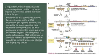 El regulador CAPcAMP está actuando
como un regulador positivo porque se
requiere su presencia para la expresión
óptima de gen.
• El operón lac está controlado por dos
factores trans de unión a DNA
modulados por ligando, distintos; uno
que actúa de manera positiva para
facilitar la unión productiva de RNA
polimerasa al promotor, y uno que actúa
de manera negativa que antagoniza la
unión del promotor RNA polimerasa. La
actividad máxima del operón lac ocurre
cuando las concentraciones de glucosa
son bajas y hay lactosa
 