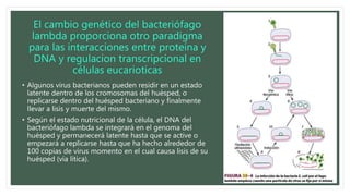 El cambio genético del bacteriófago
lambda proporciona otro paradigma
para las interacciones entre proteína y
DNA y regulacion transcripcional en
células eucarioticas
• Algunos virus bacterianos pueden residir en un estado
latente dentro de los cromosomas del huésped, o
replicarse dentro del huésped bacteriano y finalmente
llevar a lisis y muerte del mismo.
• Según el estado nutricional de la célula, el DNA del
bacteriófago lambda se integrará en el genoma del
huésped y permanecerá latente hasta que se active o
empezará a replicarse hasta que ha hecho alrededor de
100 copias de virus momento en el cual causa lisis de su
huésped (vía lítica).
 
